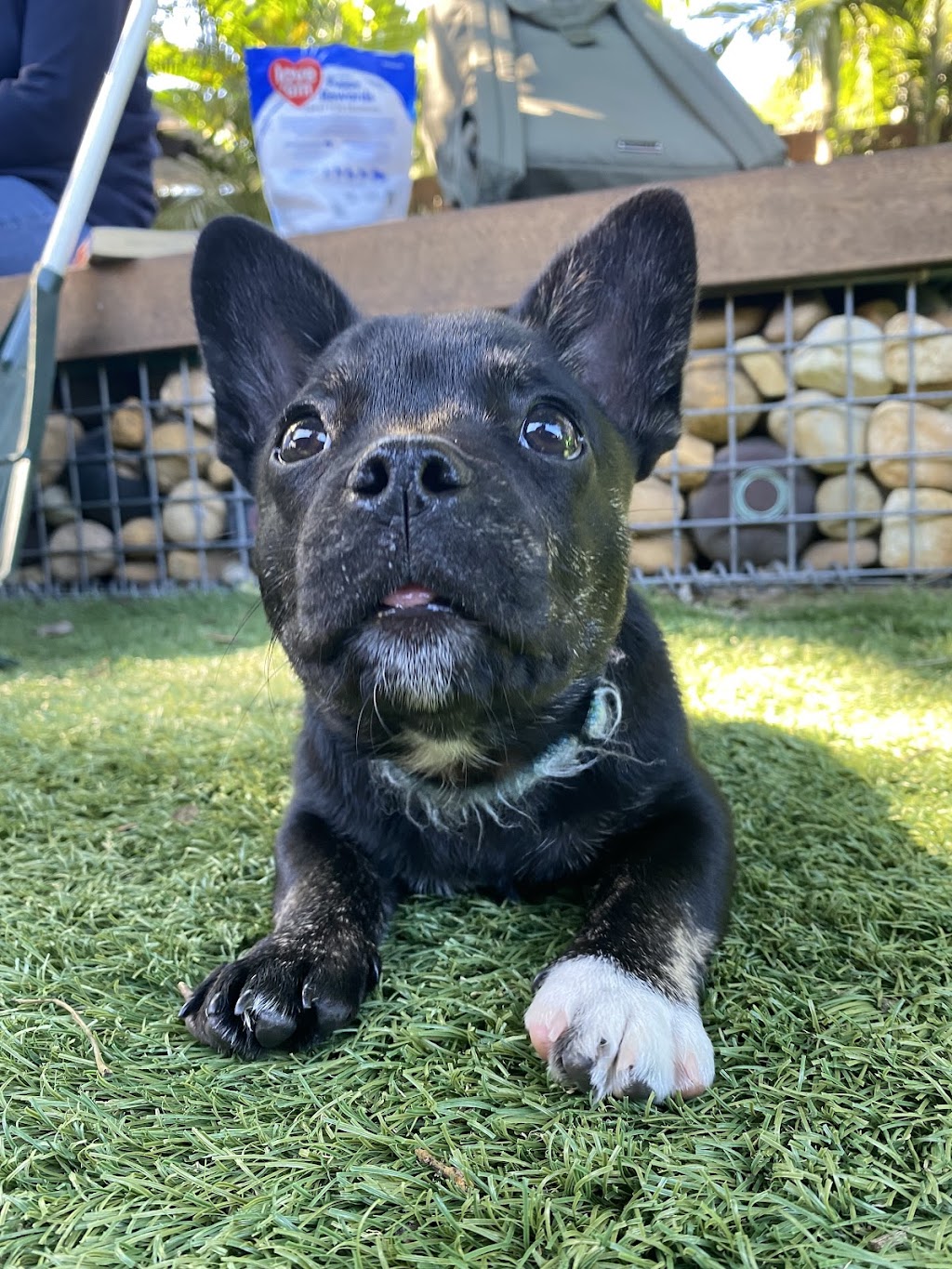 Bayside K9 Training | 36 Solway Cres, Carbrook QLD 4130, Australia | Phone: 0411 668 696