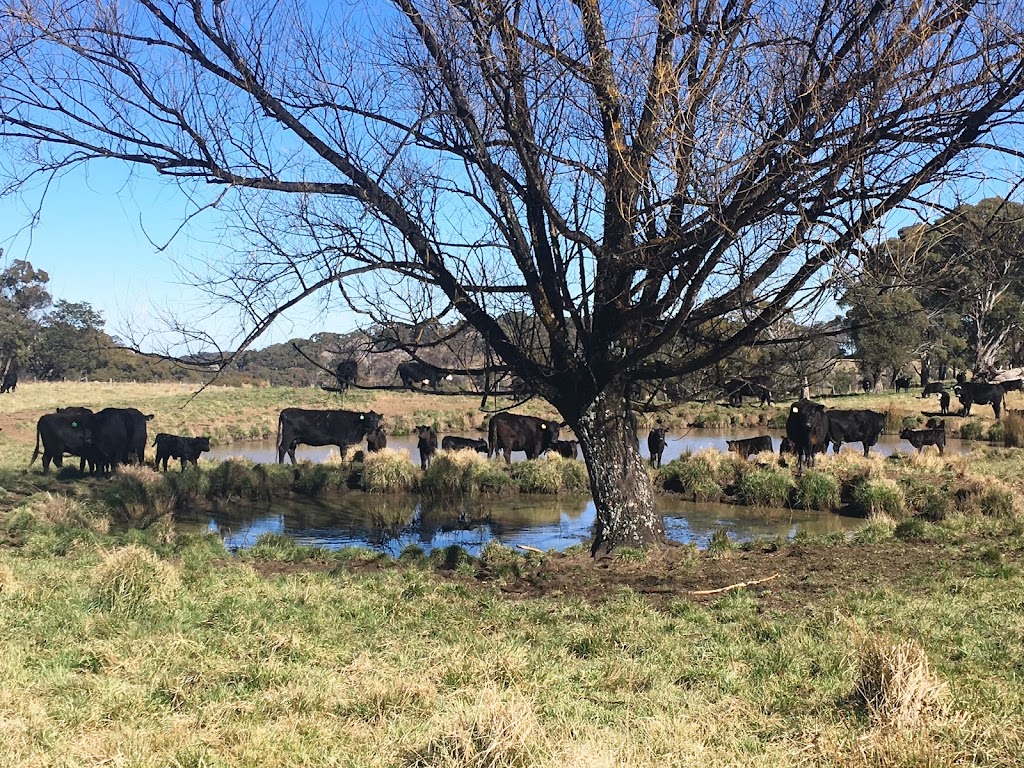 Woodland Wagyu | food | Woodlands, 1206 Maybole Rd, Ben Lomond NSW 2365, Australia | 0267332150 OR +61 2 6733 2150