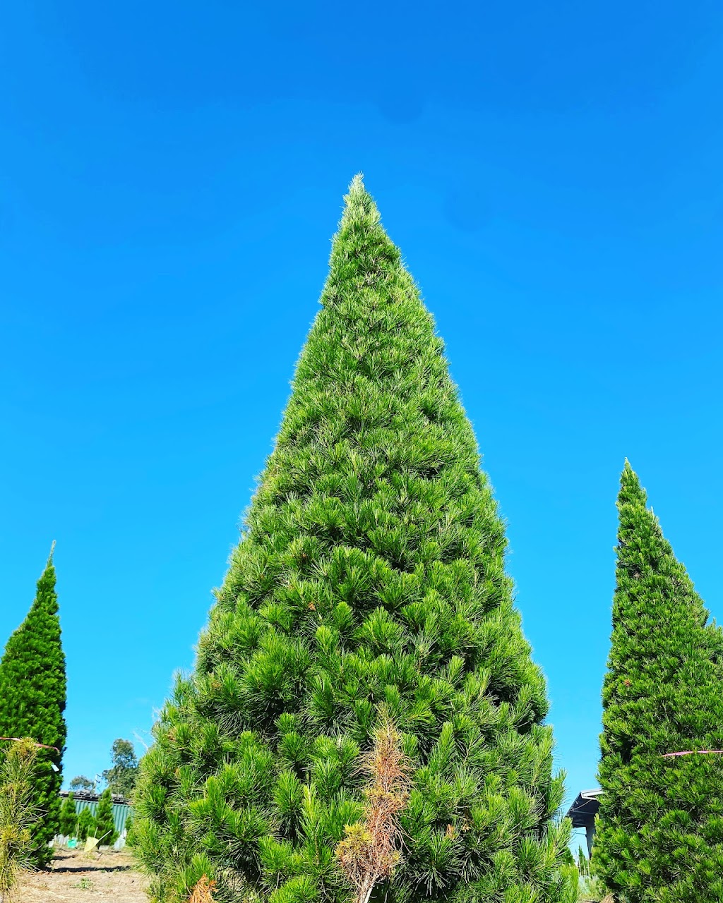 Jack Frost Christmas Tree Deliveries | 8 Berry St, Cronulla NSW 2230, Australia | Phone: 0480 221 440