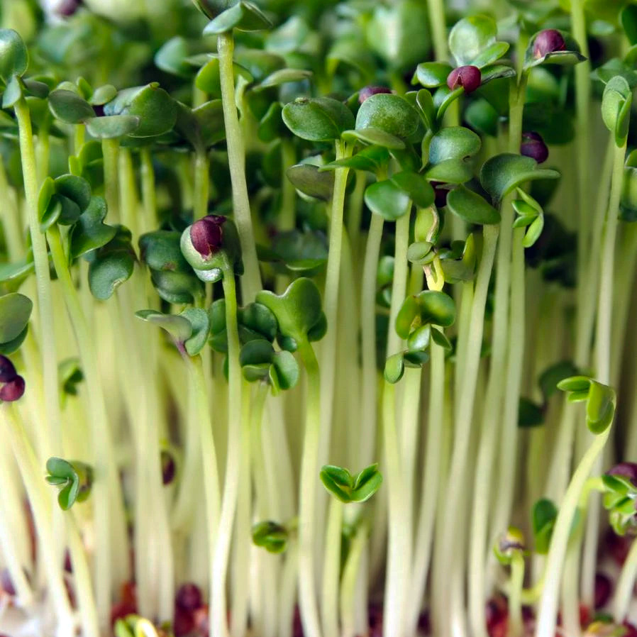 Mighty Microgreens | 15 Windarra Ave, Douglas QLD 4814, Australia | Phone: 0432 570 195