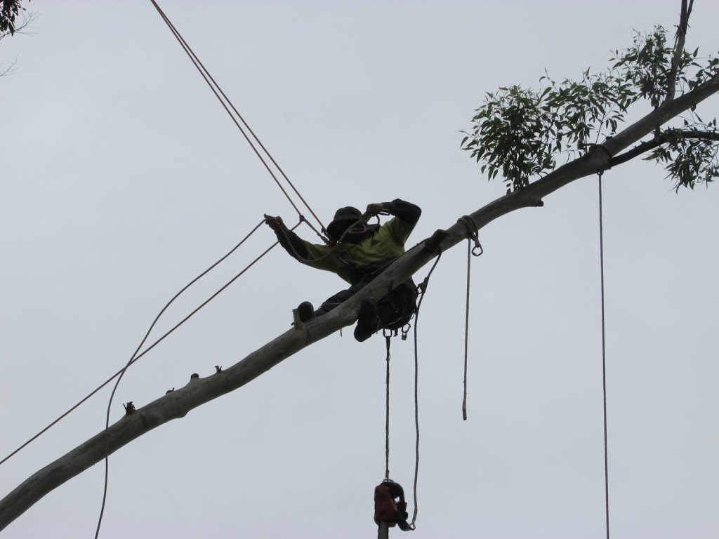 THE CHAINSAW GUYS | 184 Stokers Rd, Stokers Siding NSW 2484, Australia | Phone: (02) 6677 9482