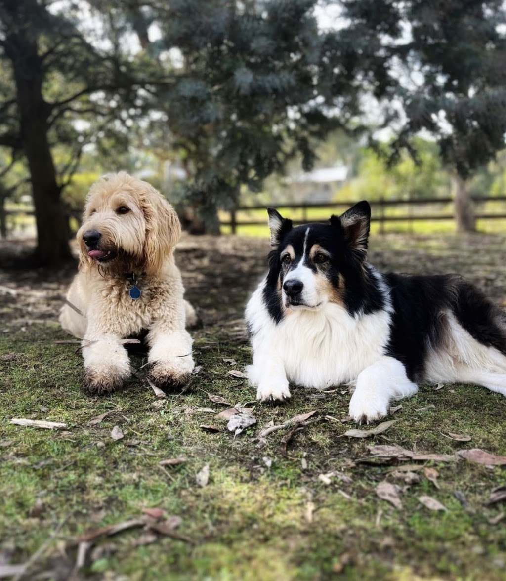 Maple Gardens Pet Sitting | 62 Glenburnie Ave, Heathcote Junction VIC 3758, Australia | Phone: 0430 497 420