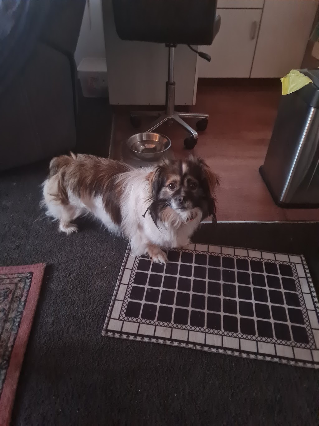 Alicia’s Styleash Pets | 23 Lind Dr, Lake Tyers Beach VIC 3909, Australia | Phone: 0427 468 957