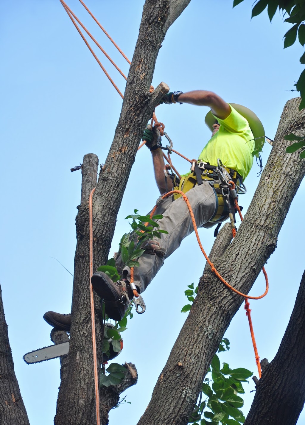 Tree Removal Sackville |  | Tree Lopping, Tree Trimming, Land Clearing, Arborist, Sackville NSW 2756, Australia | 0480024711 OR +61 480 024 711