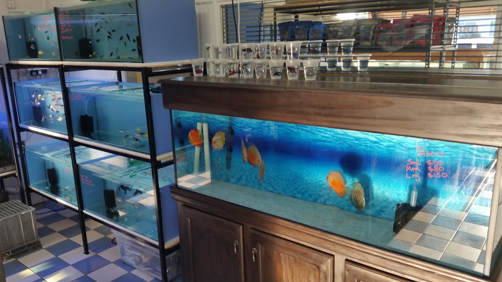 Northern Blue Aquarium Supplies | pet store | 39c Meenan St, Garbutt QLD 4814, Australia | 0451219901 OR +61 451 219 901