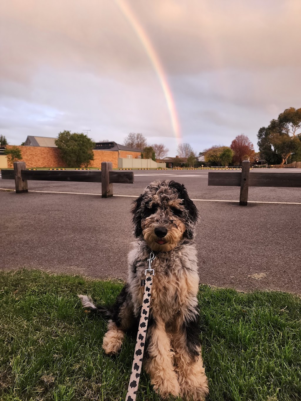 Gramayre Groodles and Poodles | 180 Fords Outlet Rd, Deans Marsh VIC 3235, Australia | Phone: 0448 528 000