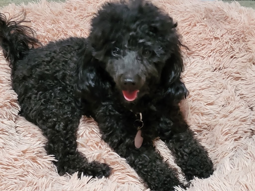 NORTHERN BEACHES CAVOODLES | pet store | Ronald Ave, Narraweena NSW 2099, Australia | 0403284501 OR +61 403 284 501