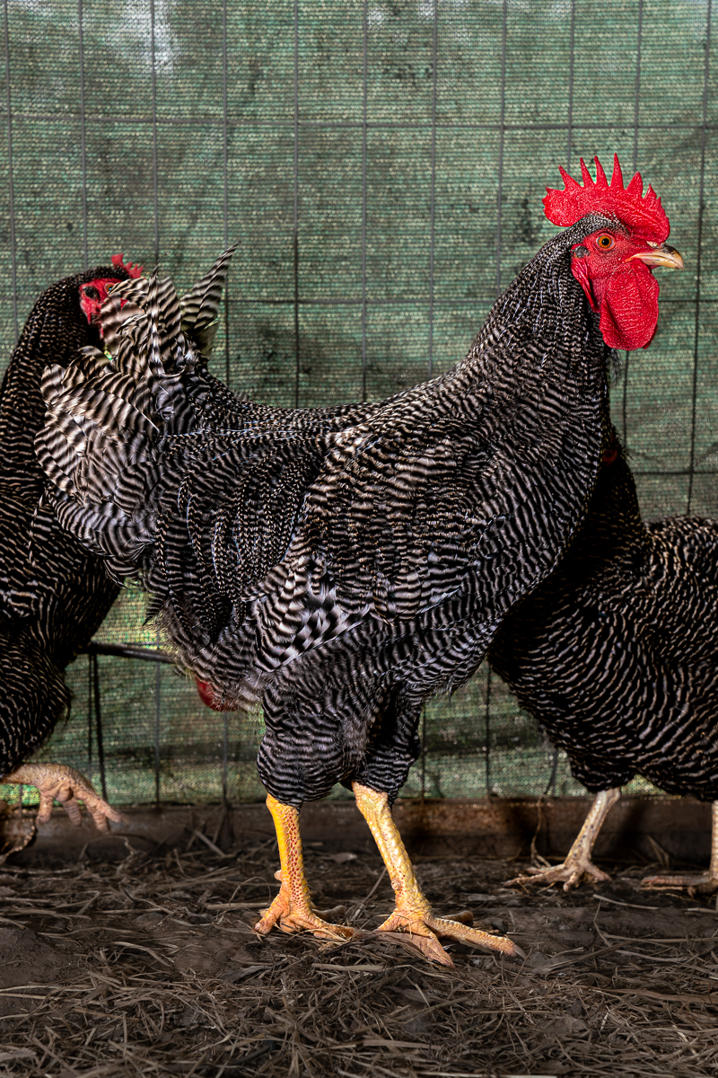 Grandchester Heritage Chickens | 256 Bakers Rd, Grandchester QLD 4340, Australia | Phone: 0401 345 562