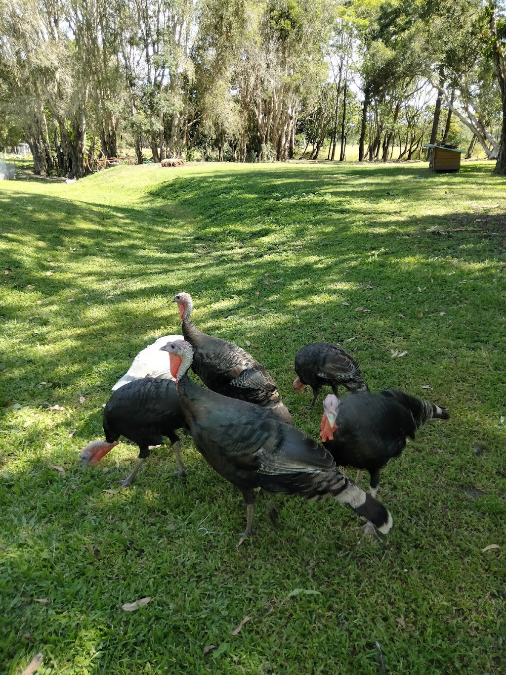 Goldhayven Farm | 74 Danyenah St, Loganholme QLD 4129, Australia | Phone: 0411 571 542