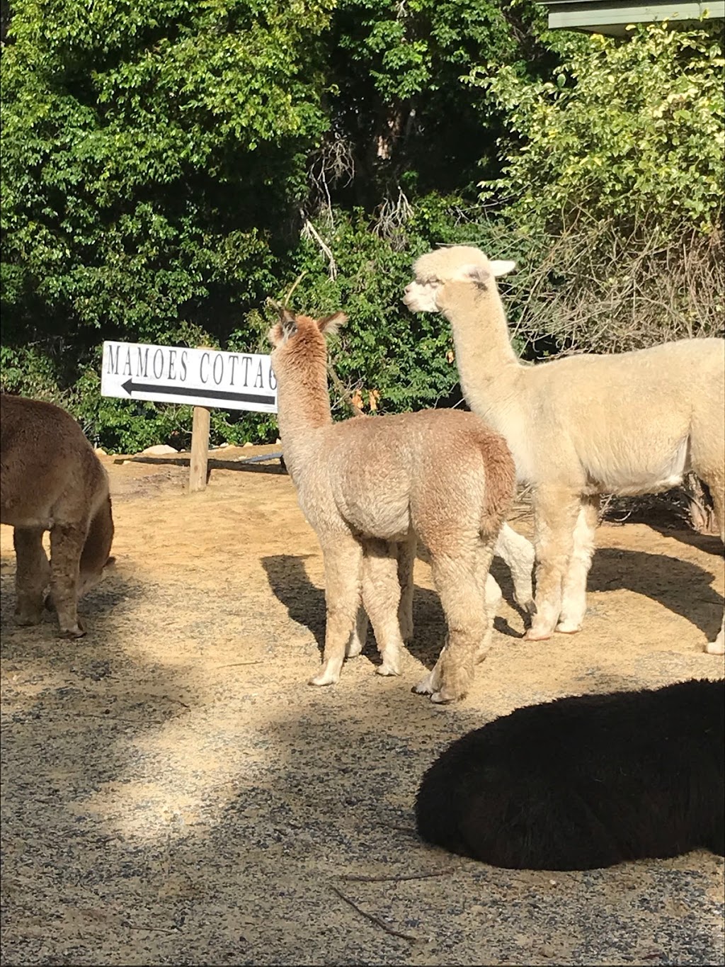 Mamoes Country Cottage alpaca Farmstay B&B & Alpaca Event Hire | lodging | 50 Fairway Ct, Woodridge WA 6041, Australia | 0404210437 OR +61 404 210 437