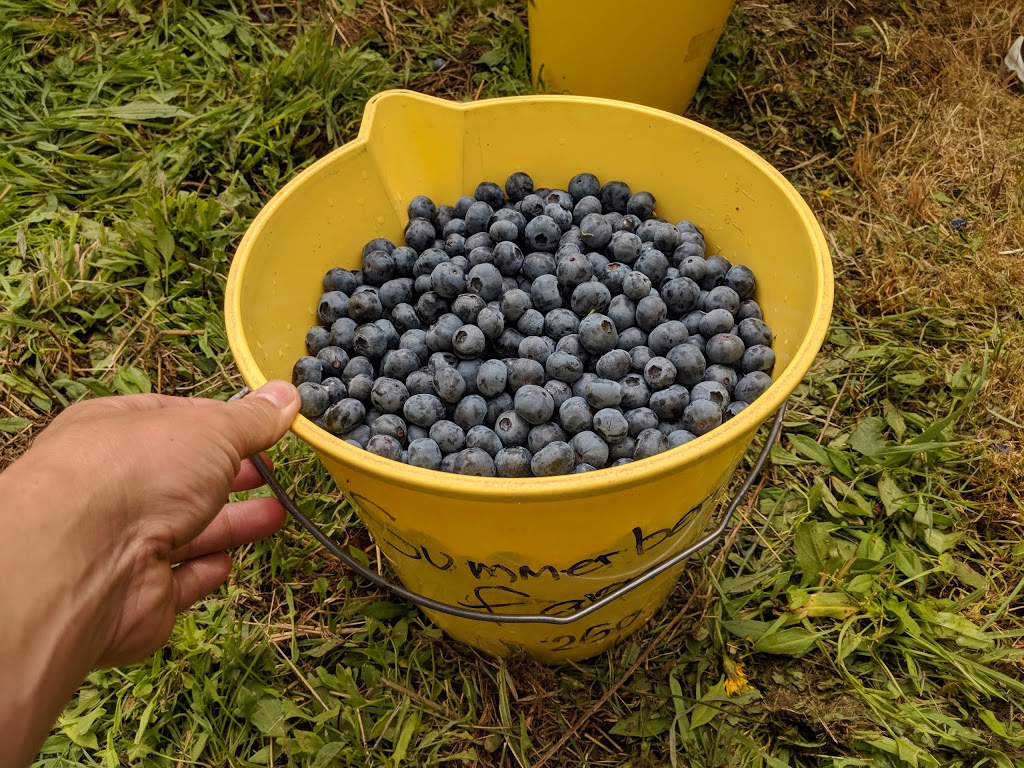 Summerberries Blueberry Farm | 39 Two Hills Rd, Glenburn VIC 3717, Australia | Phone: (03) 5797 8386