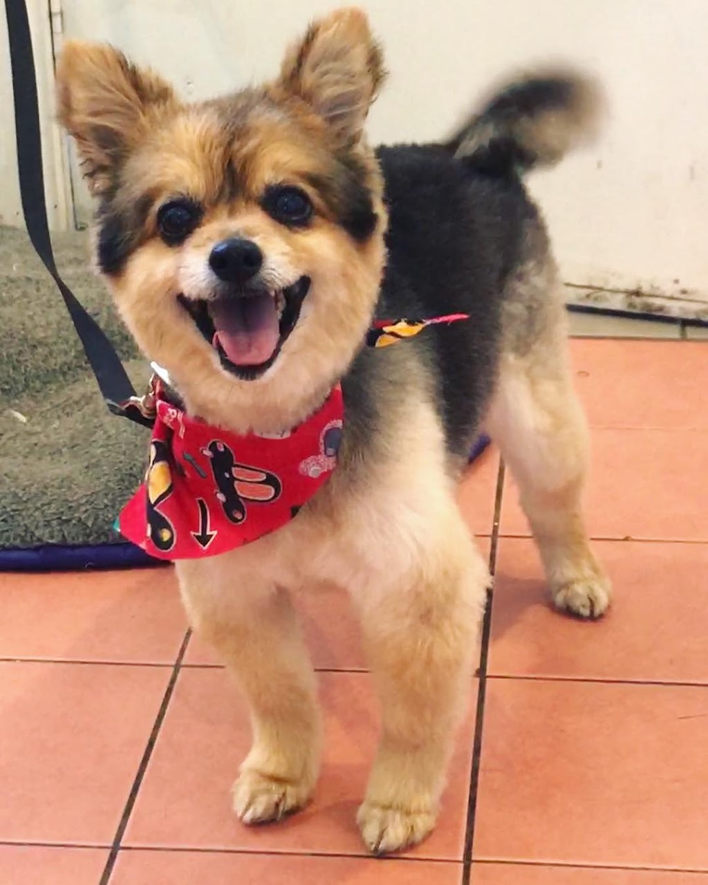 Wagtale Dog Grooming | 3/64 Colby Dr, Belgrave Heights VIC 3160, Australia | Phone: 0477 075 305