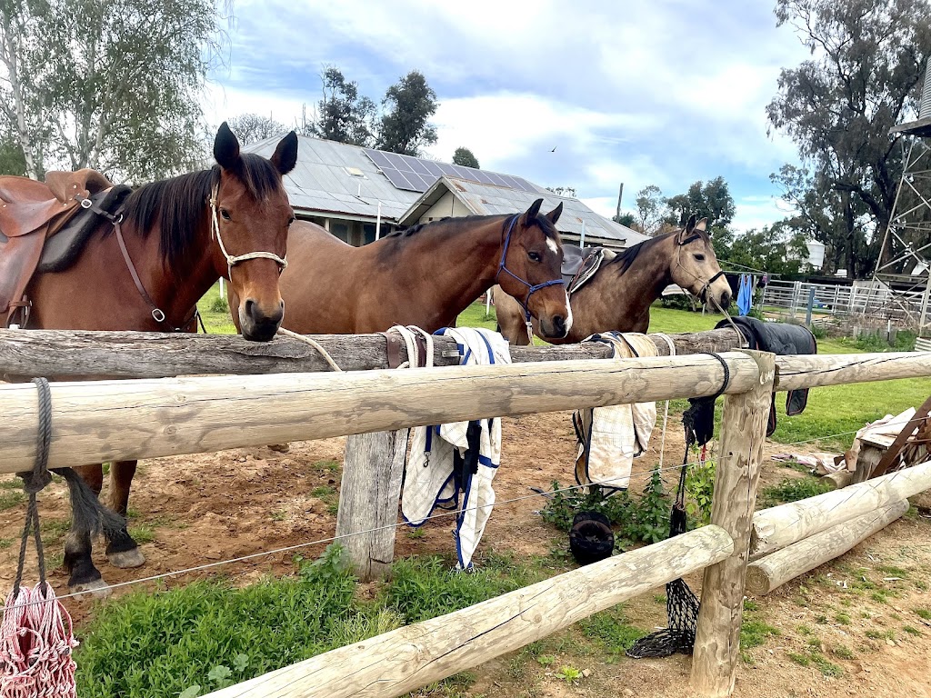 Intrinsic Equine | Everard Rd, Kyabram VIC 3620, Australia | Phone: 0447 431 584