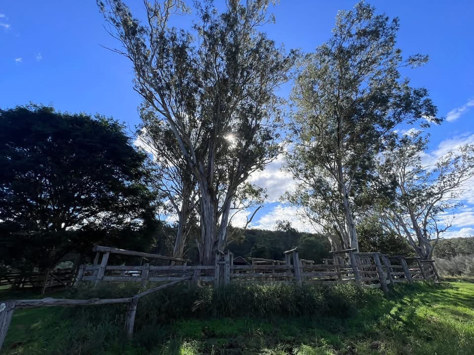 Cedar Gully Olives Mulgowie | 9 Cedar Gully Ln, Mulgowie QLD 4341, Australia | Phone: 0400 068 512
