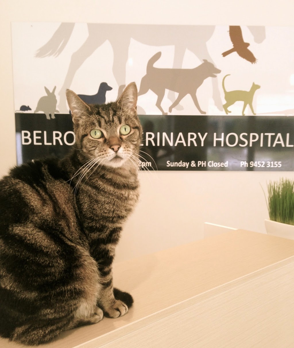 Belrose Veterinary Hospital | 70 Pringle Ave, Belrose NSW 2085, Australia | Phone: (02) 9452 3155