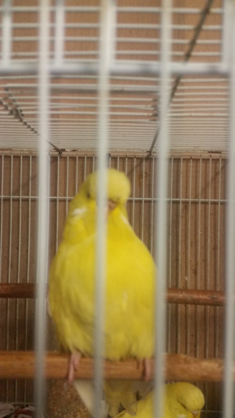 Morts Budgie World | pet store | 74 Glenview Rd, Palmview QLD 4553, Australia | 0754945944 OR +61 7 5494 5944