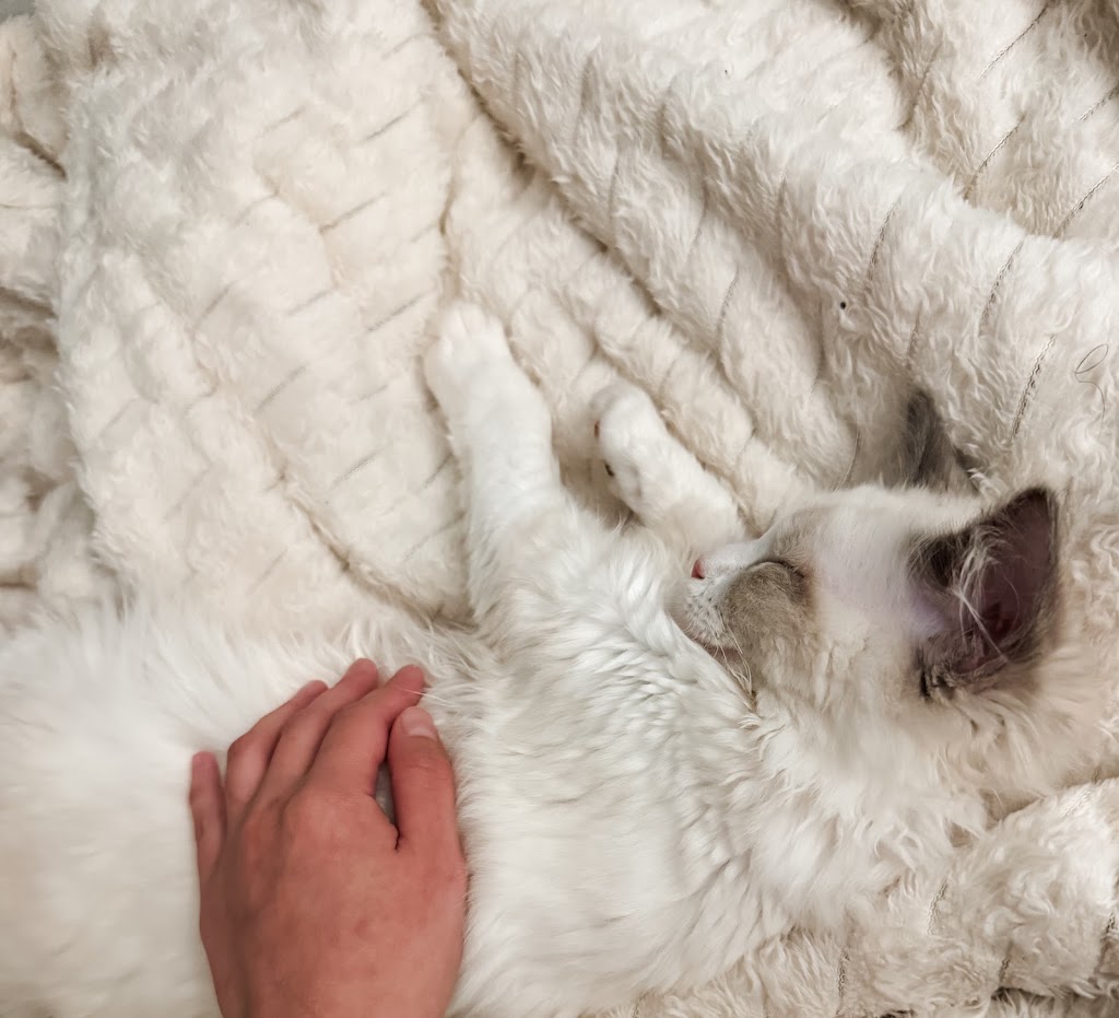 Milks Ragdolls | Milks Ragdolls, Heathcote Junction VIC 3758, Australia | Phone: 0481 973 557