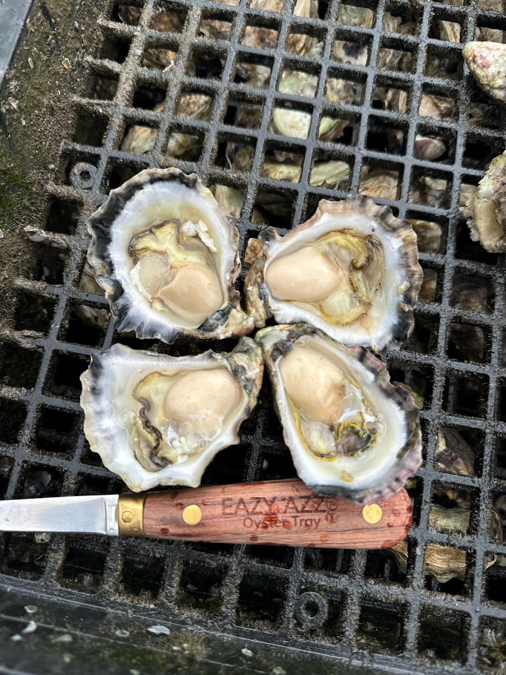 Maurice Oysters Pty Ltd | 9 Barclay St, Karuah NSW 2324, Australia | Phone: 0408 705 410