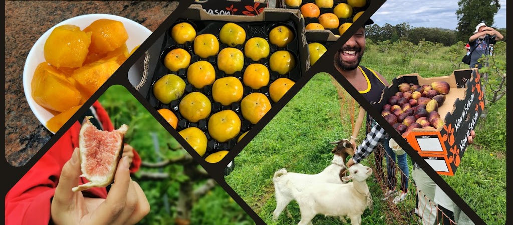 Sanctuary Organic Farm | 140 Niclins Rd, Mangrove Mountain NSW 2250, Australia | Phone: 0478 471 919