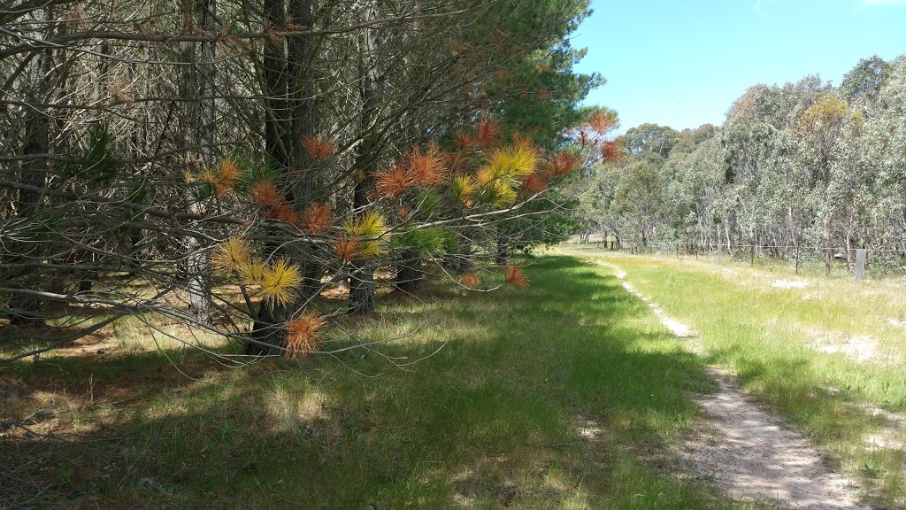 Armidale Pine Forest (Piney) | park | Armidale Forest Rd, Armidale NSW 2350, Australia | 67774100 OR +61 67774100