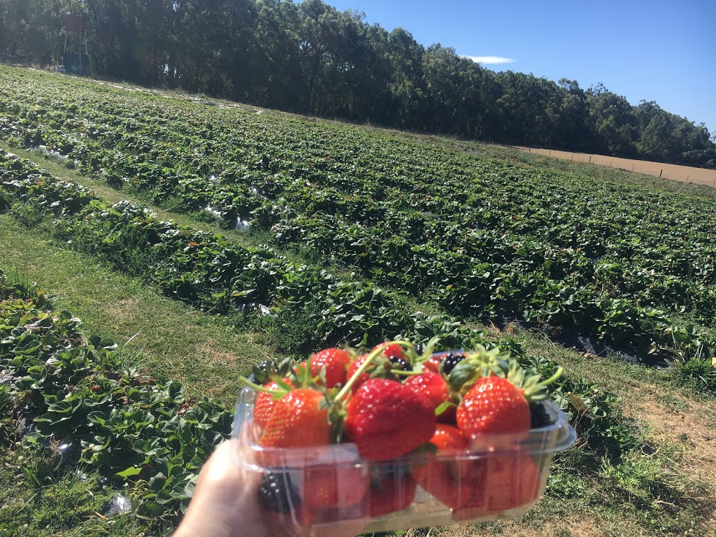 Berry World PYO Strawberries | cafe | 26 Egan St, Timboon VIC 3268, Australia | 0355983240 OR +61 3 5598 3240