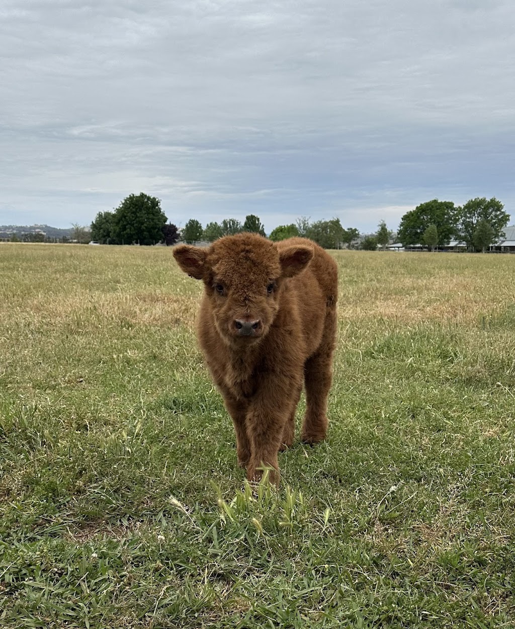 Mudgee Highlands | 106 Saleyards Ln, Mudgee NSW 2850, Australia | Phone: 0473 742 744