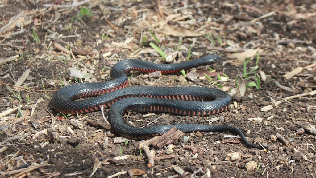 SnakeOut Snake Catchers Brisbane | 14 Ranger St, Kenmore QLD 4069, Australia | Phone: 0456 880 903