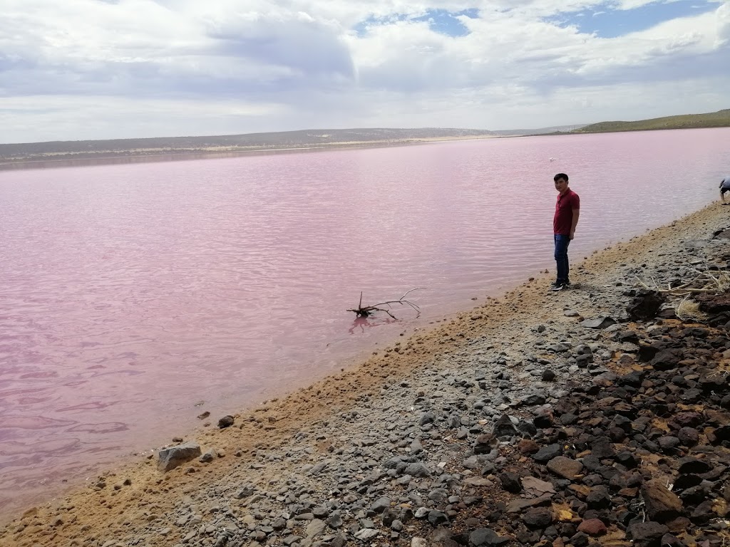 Pink Lake | Port Gregory Rd, Gregory WA 6535, Australia