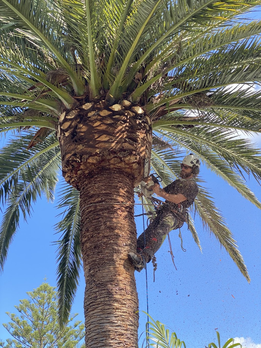 EcoArbor - Tree Care | 72 Surfview Rd, Mona Vale NSW 2103, Australia | Phone: 0412 282 738