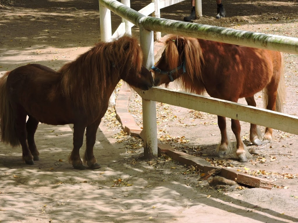 Mini Mates Miniature Horse and Pony Farm | 1222 Mount Cotton Rd, Burbank QLD 4156, Australia | Phone: (07) 3349 1910