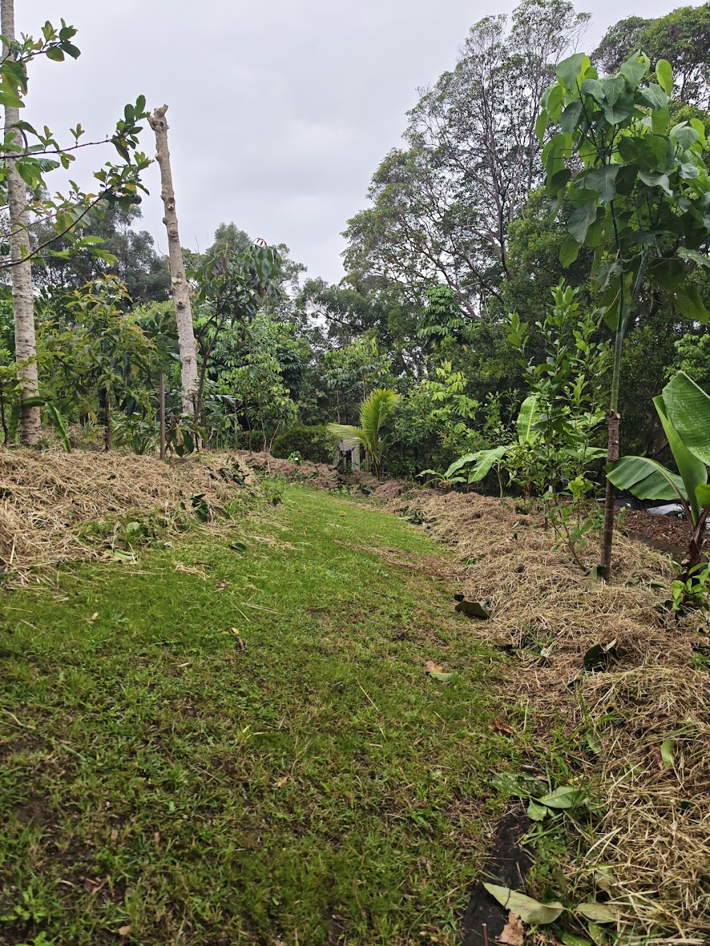Sustainable Gardens Sunshine Coast | 14 Mango Vale Ct, Diddillibah QLD 4559, Australia | Phone: 0477 422 869