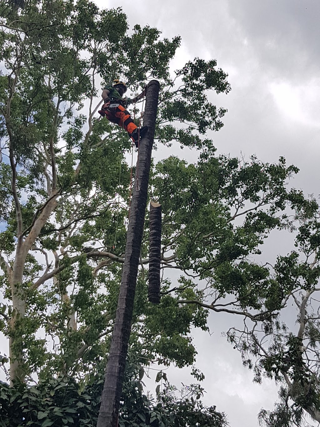 Canopy Tree Trimming |  | 77 Rangewood Dr, Rangewood QLD 4817, Australia | 0429300212 OR +61 429 300 212