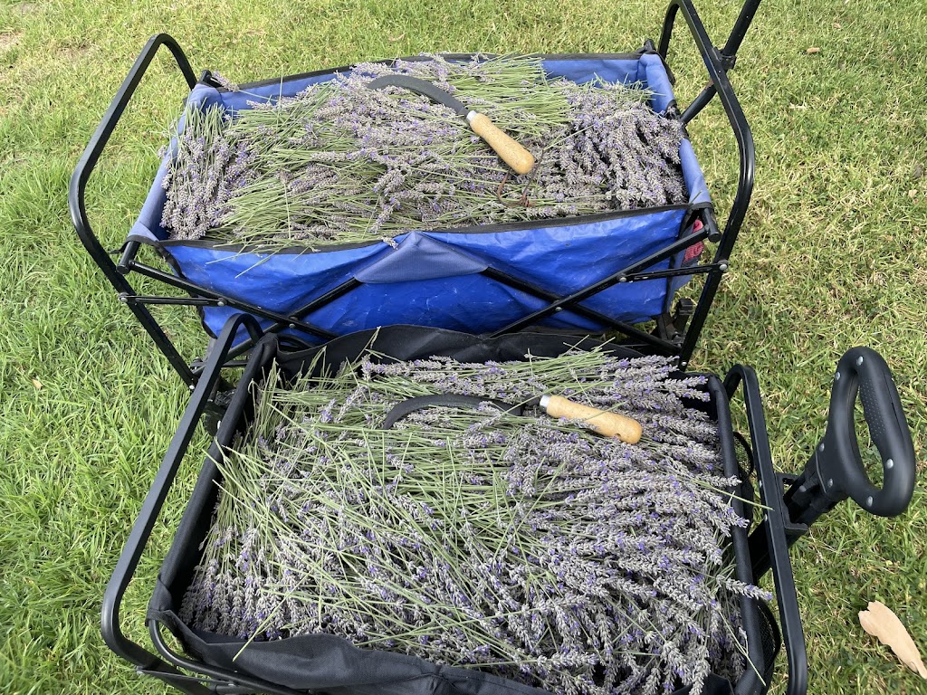 Glenvalley Lavender | 675 Traralgon-Maffra Rd, Glengarry VIC 3854, Australia | Phone: 0401 317 635