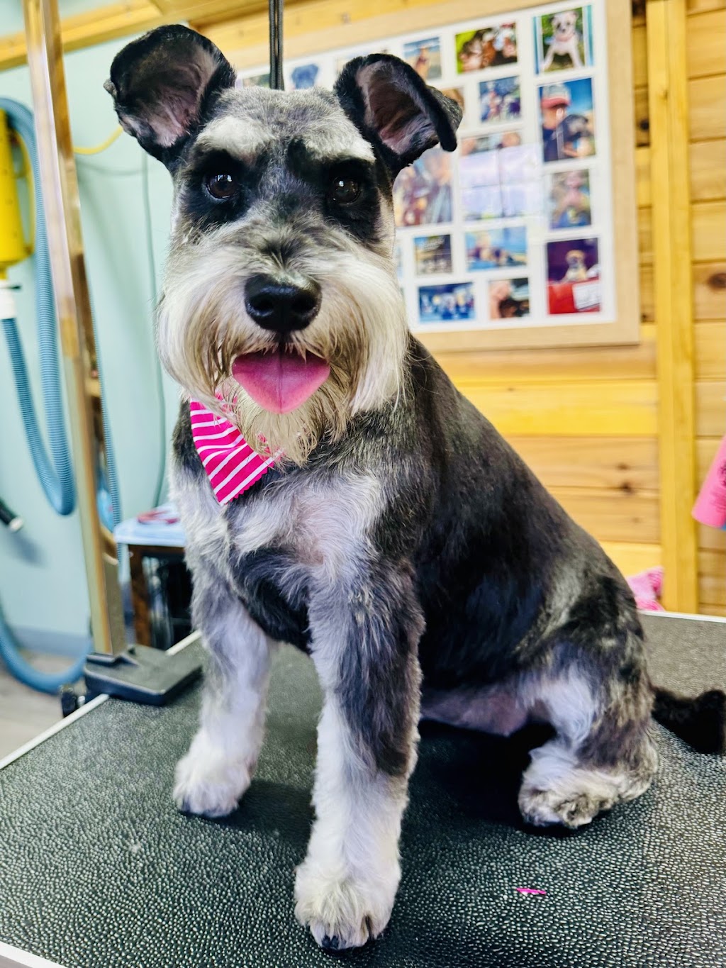 Shampooches Pet Grooming Salon | 3546 Mount Mee Rd, King Scrub, Dayboro QLD 4521, Australia | Phone: 0407 303 359