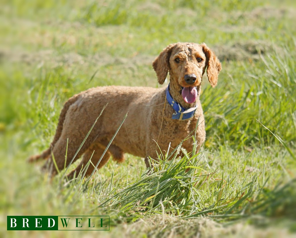Bredwell Puppies | 3120 Ballan-Meredith Rd, Ballan VIC 3342, Australia | Phone: 0480 637 226