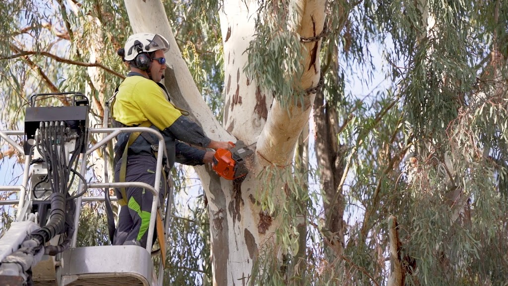 Cut Above Tree Care | 2 Queen St, Roma QLD 4455, Australia | Phone: 0412 303 650