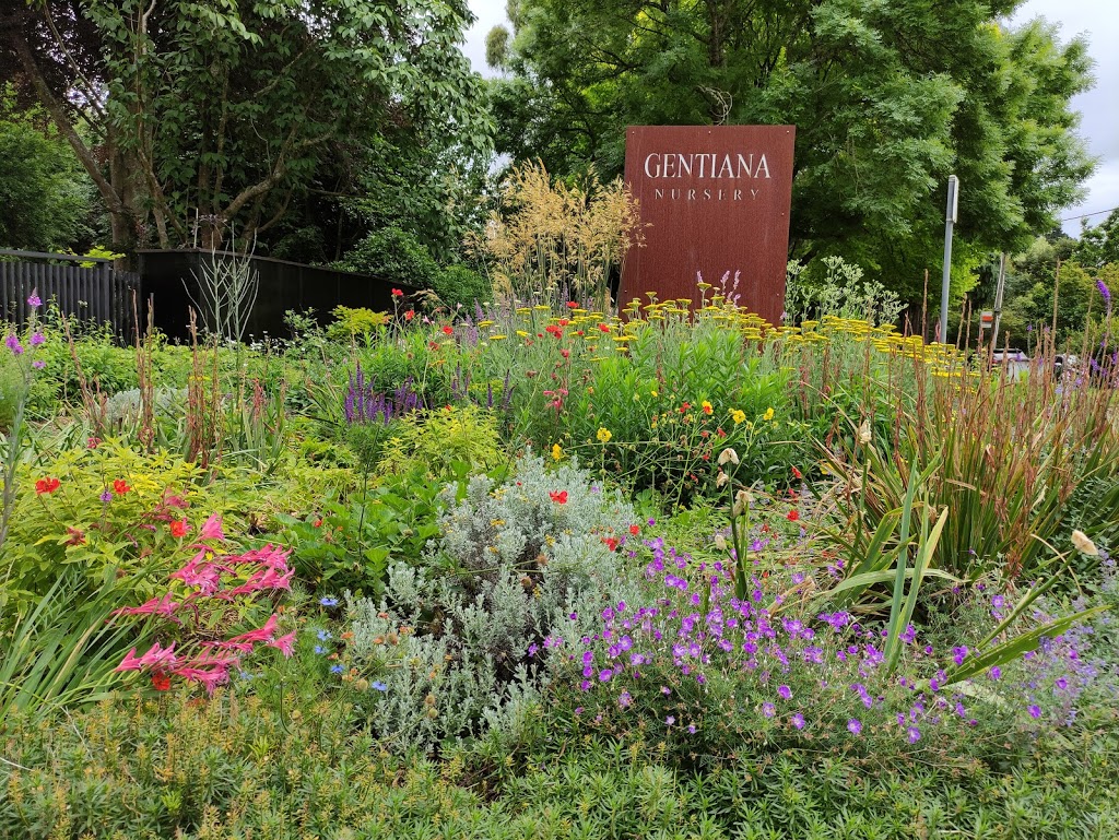 Gentiana Nursery |  | 138 Olinda-Monbulk Rd, Olinda VIC 3788, Australia | 0397512163 OR +61 3 9751 2163