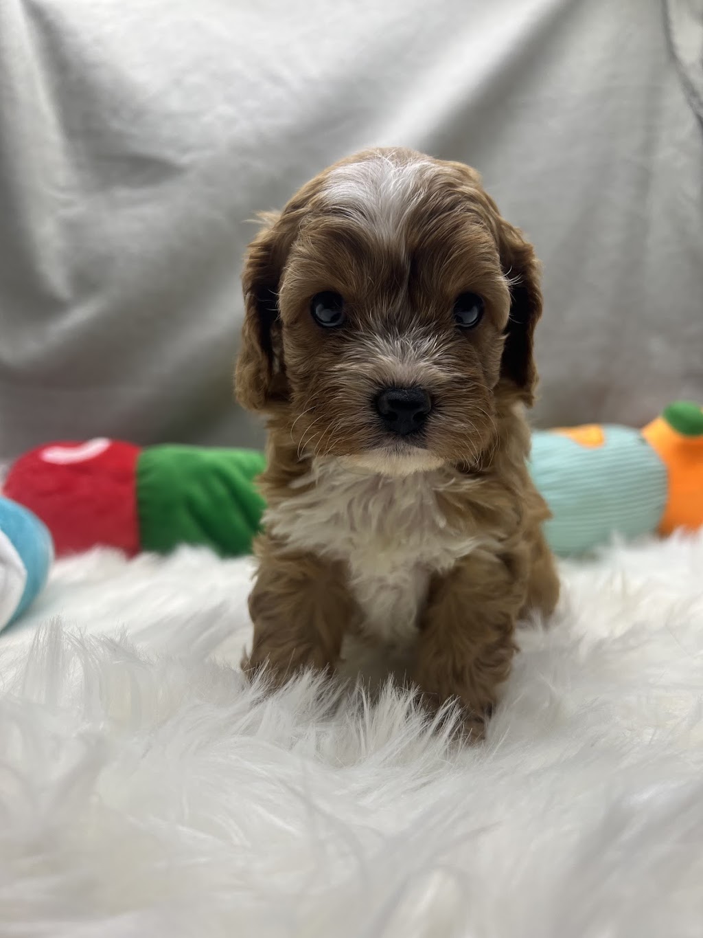 Serenity Bay Puppies | Main Green Swamp Rd N, Churchable QLD 4311, Australia | Phone: 0421 823 422