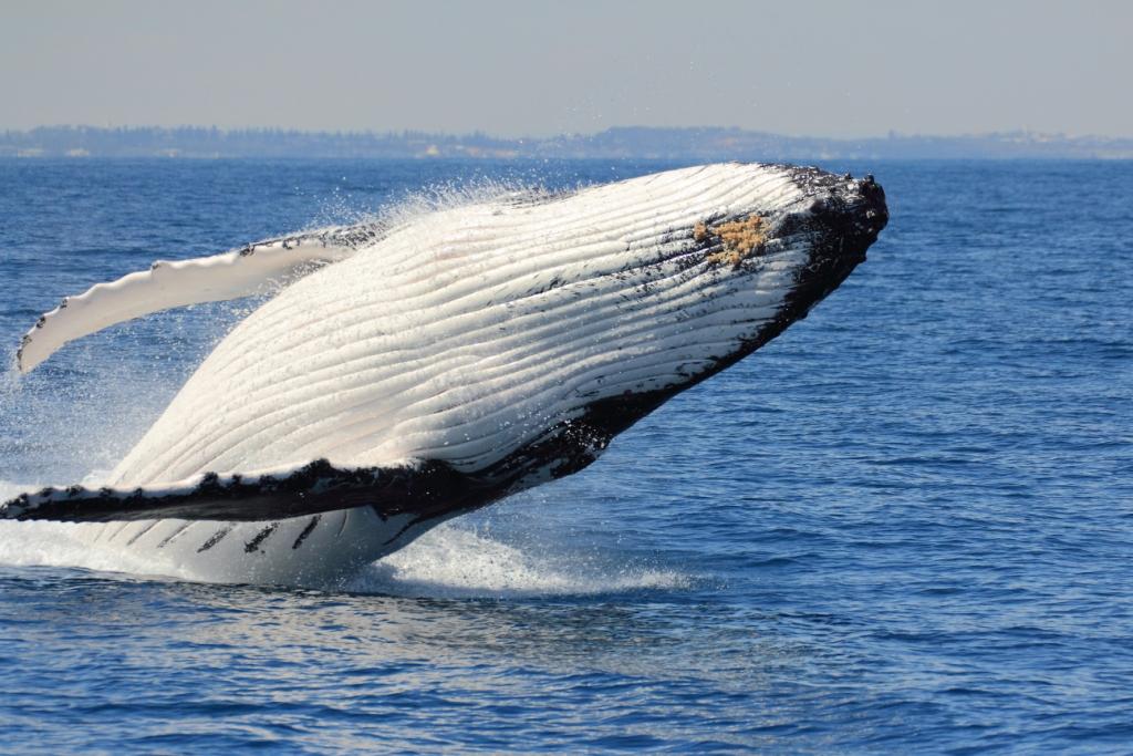 Whale Watching Perth | travel agency | 86 Southside Dr, Hillarys WA 6025, Australia | 0892465334 OR +61 8 9246 5334