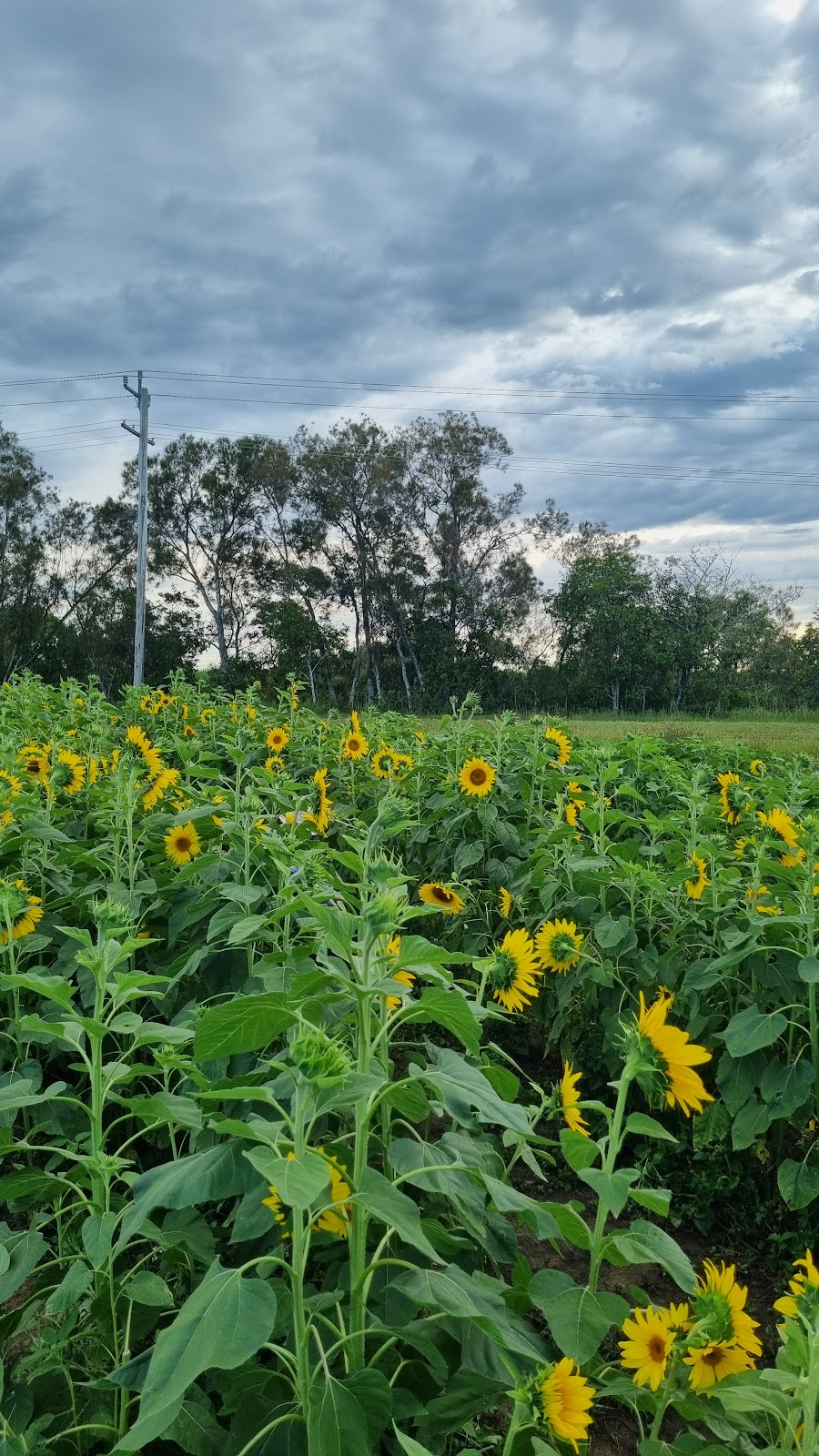 Sunny Acres Yamba | 312 Palmers Channel South Bank Rd, Palmers Channel NSW 2463, Australia | Phone: 0438 929 604
