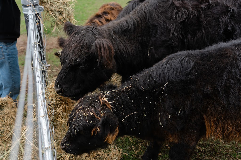 Crestview Minis - Highland Galloway Minature Cow Experience | Bells Rd, Grose Vale NSW 2753, Australia | Phone: 0414 700 540