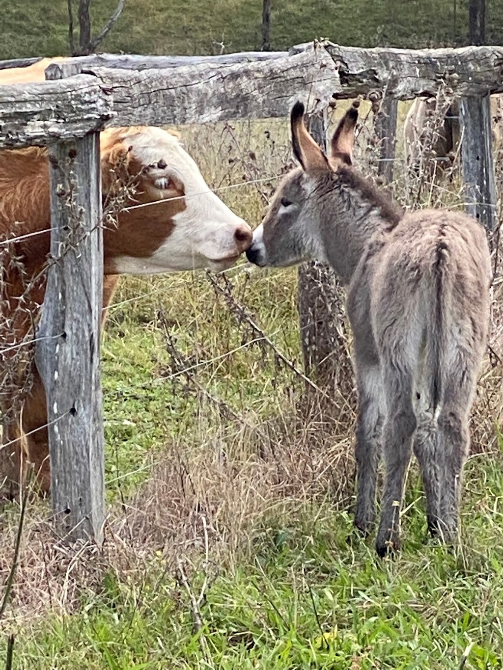 Last Stop Donkey Program | 119A Minimbah Dr, Whittingham NSW 2330, Australia | Phone: 0400 622 244