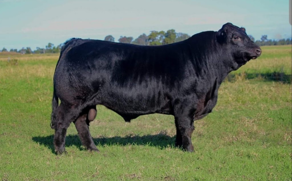 Berdihold Stud | food | 60 Oswald Ln, Oswald NSW 2321, Australia | 0419497881 OR +61 419 497 881