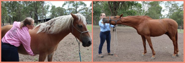 Mel Equine - EMMETT Therapy and Equine Massage | store | 50km Surrounding, Maitland NSW 2320, Australia | 0423051781 OR +61 423 051 781