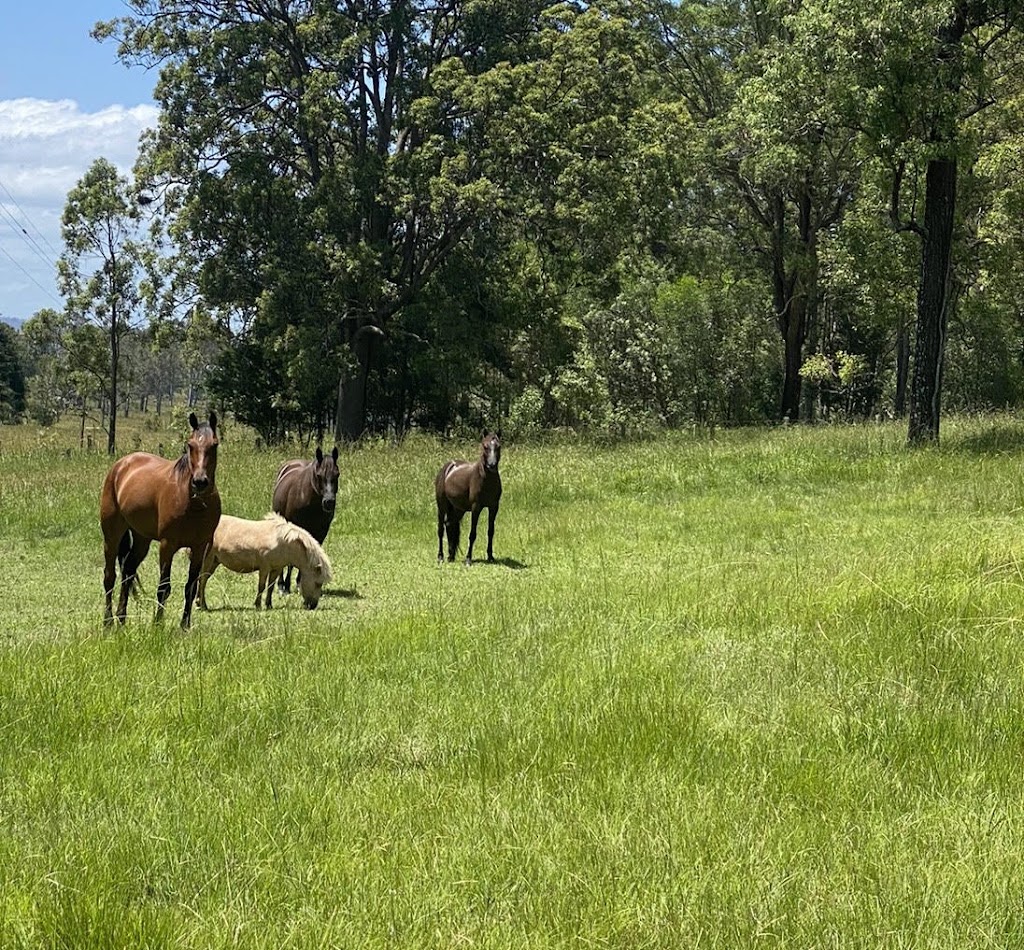 Equine Myotherapy Services | Woodford Island NSW 2463, Australia | Phone: 0413 647 181