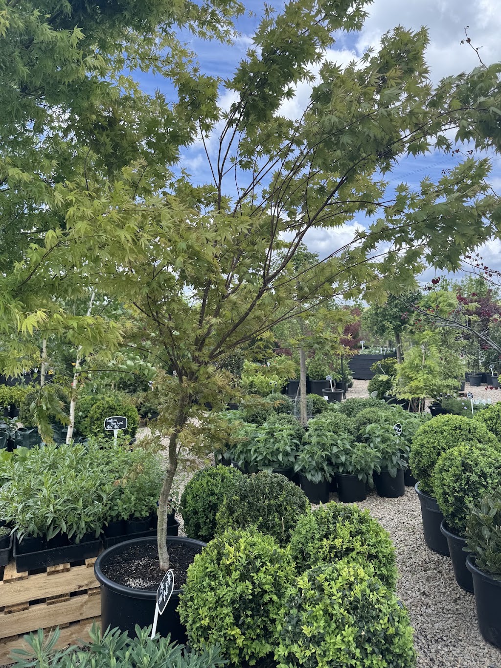 Botanic Nursery | 5 Lower Homestead Rd, Wonga Park VIC 3115, Australia | Phone: 0439 445 028