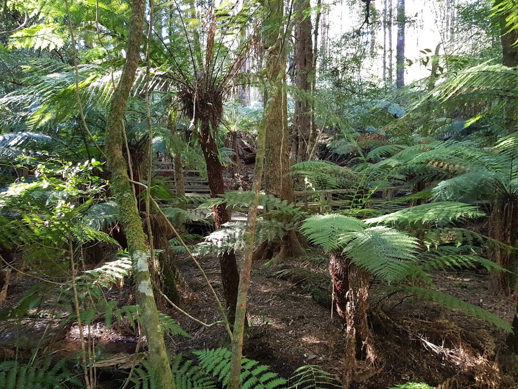 Myrtle Gully Walk | Quarry Rd, Toolangi VIC 3777, Australia