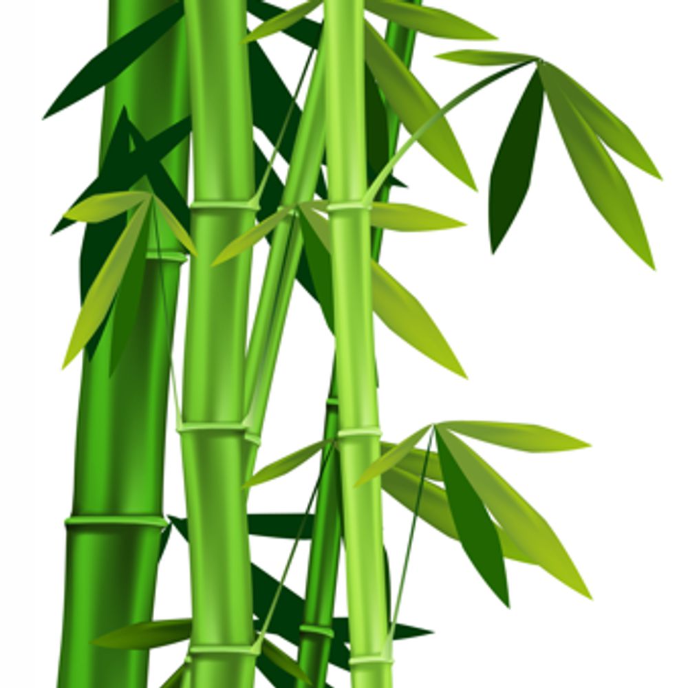 Hillside Bamboo Nursery |  | 1416 Porongurup Rd, Porongurup WA 6324, Australia | 0898531123 OR +61 8 9853 1123