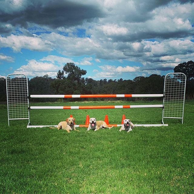 Wagging School Dog Training and Behaviour | Maroney Rd, Mangrove Mountain NSW 2250, Australia | Phone: 0421 752 696