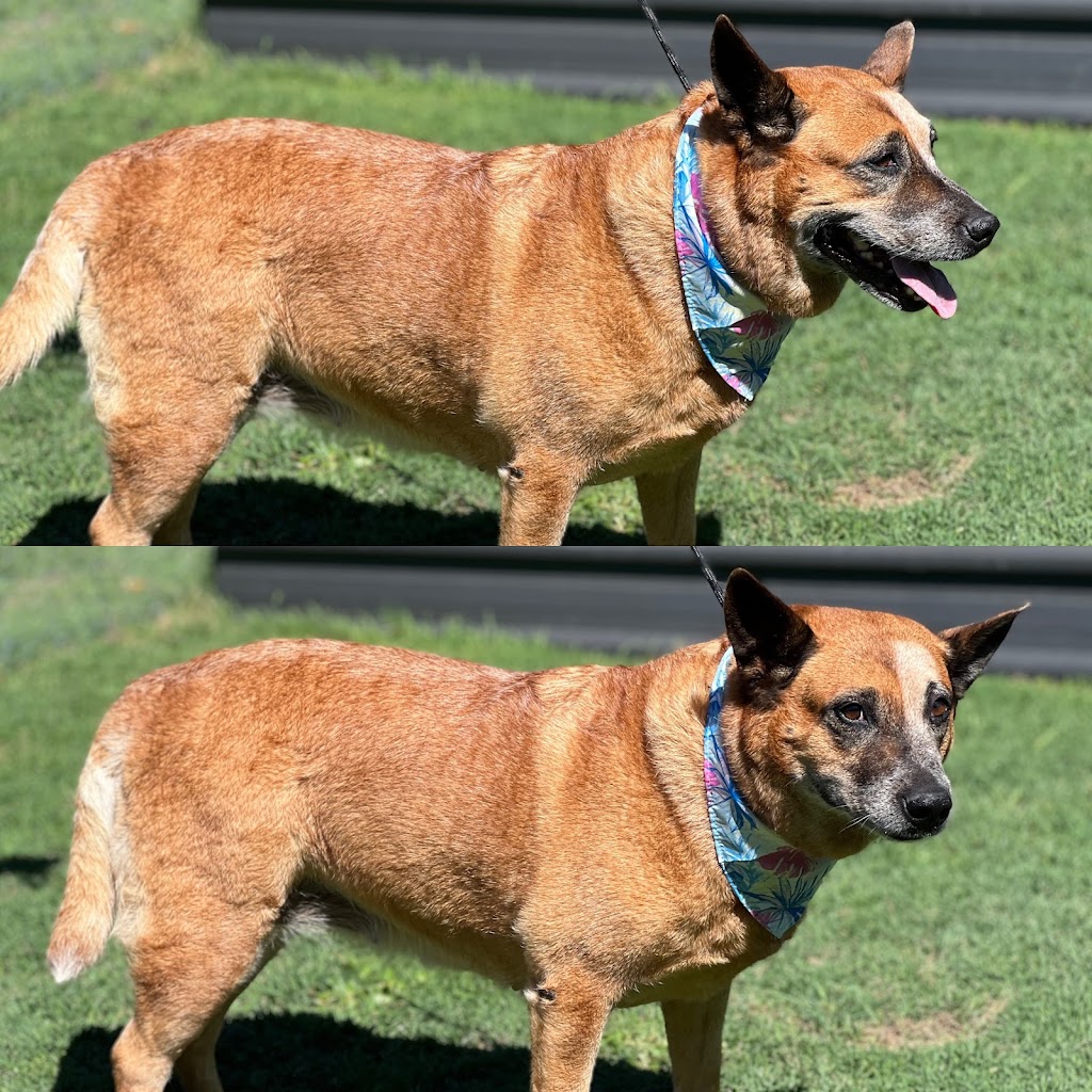 Barn House Co. | Lakes Dr, Laidley Heights QLD 4341, Australia | Phone: 0407 654 039